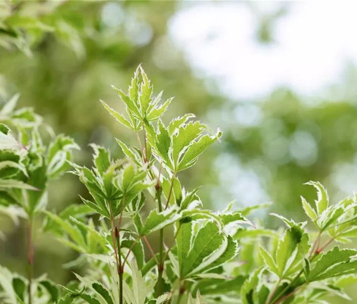 Acer palmatum 'Kagiri Nishiki'